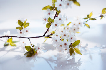 flowering tree branch on a white background