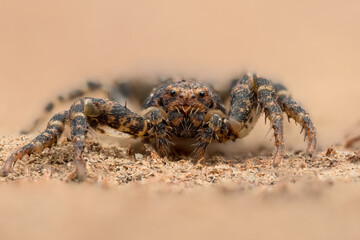 Ozyptila spec. - Lesser crab spiders.  Spider in natural habitat.  Belgium