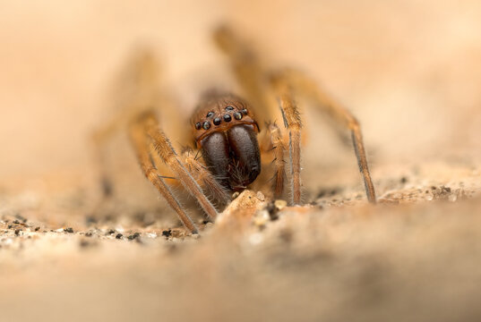 Drassodes is a genus of ground spiders. 
They are mostly brown, gray, or red,  spiders that live under rocks or bark in mostly dry habitats.