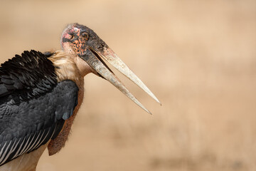 Portrait of a marabou stork (leptoptilos crumeniferus), Kenya