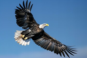 A wide eagle takes flight in a clear blue sky, high quality, high resolution