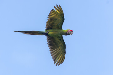 Wildlife Costa Rica.  Ara ambiguus, great green macaw. Rare bird in natural habitat. Birds of Costa Rica.  Green bird Macaw © Nathalie