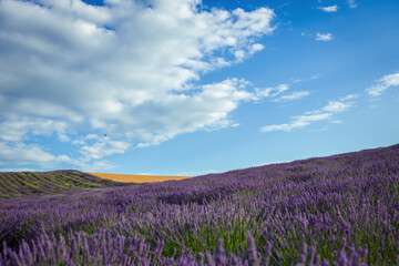 Lavender flower blooming fields