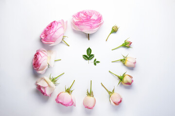 Clock made of pink roses flowers to symbolize the daylight savings a white background. Flower clock...