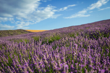 Fototapeta premium Lavender flower blooming fields