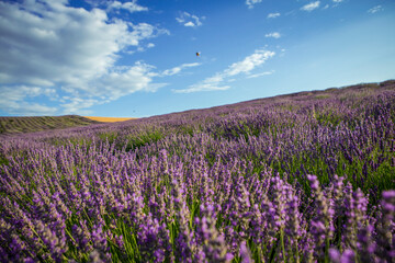 Naklejka premium Lavender flower blooming fields