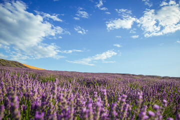 Lavender flower blooming fields