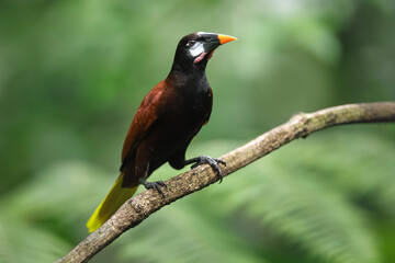 Wildlife Costa Rica. Montezuma Oropendola, Psarocolius montezuma, portrait of exotic bird from Costa Rica, brown bird with black head and orange bill. Perched bird in natural habitat.
