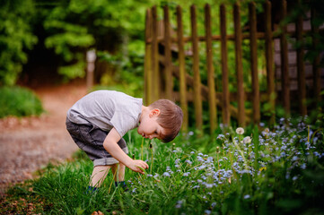 Young boy in a gray t-shirt and jeans, bending down to pick flowers in a garden, surrounded by lush...