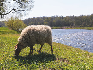 Grazing sheep at the riverside in spring
