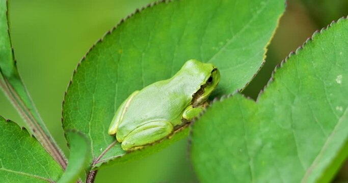 Japanese treefrog on leaf