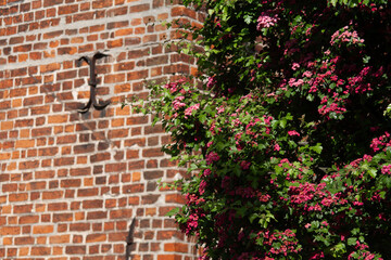 Red brick wall and flowers. Żnin, Poland.