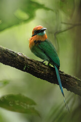 Broad-billed Motmot, Electron platyrhynchum, beautiful orange-green colored bird. Bird in the jungle of Costa Rica.