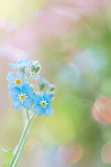 Beautiful Macro Shot of Blue Flowers with Soft Bokeh Background in Natural Sunlight