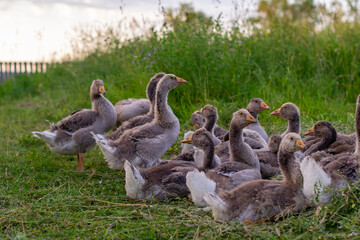 Domestic gray geese graze freely on the lawn in the evening