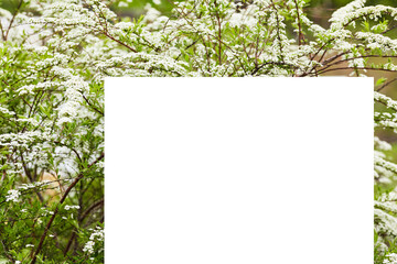 rectangular white empty leaf against the background of a blooming delicate spirea bush