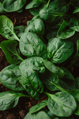 Obraz premium Fresh Green Spinach Leaves Growing in Organic Soil Garden