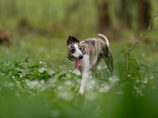 Cute dark brindle and white whippet with brown eyes walking in the forest with his tongue out