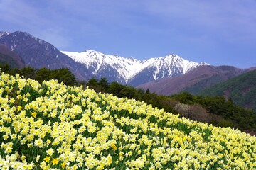 中央アルプス　水仙と残雪の千畳敷カール