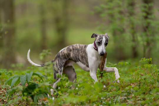 Cute dark brindle and white whippet with brown eyes playing with a wooden stick