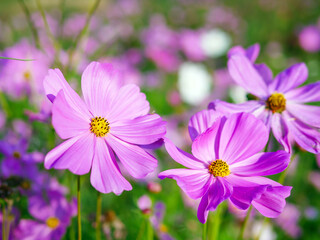 Close-up of beautiful cosmos flowers at cosmos field in moring sunlight. amazing of close-up of cosmos flower. nature flower  background.