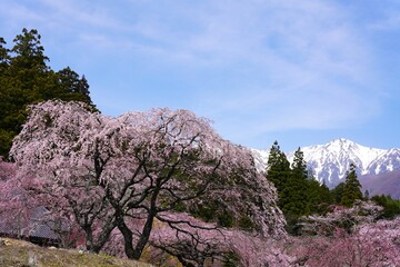 残雪の中央アルプスと桜
