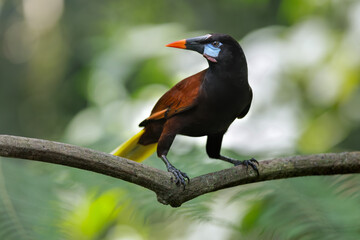 Wildlife Costa Rica. Montezuma Oropendola, Psarocolius montezuma, portrait of exotic bird from Costa Rica, brown bird with black head and orange bill.  Perched bird in natural habitat.
