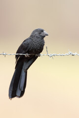 Costa Rica wildlife,  Groove-billed Ani, Crotophaga sulcirostris, black bird with grooved thick bill, coal-black cuckoos,  bird in natural environment, long tail