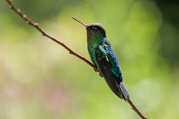 Fiery-throated Hummingbird, Panterpe insignis, shiny colorful bird. Wildlife scene from tropical forest. Mountain bird from Costa Rica.