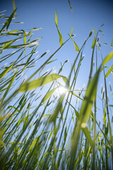 Green grass against blue sky.