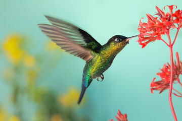 Fiery-throated Hummingbird, Panterpe insignis, shiny colorful bird. Wildlife scene from tropical...