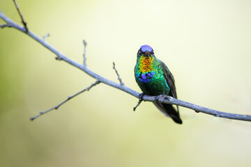 Fiery-throated Hummingbird, Panterpe insignis, shiny colorful bird. Wildlife scene from tropical forest. Mountain bird from Costa Rica.
