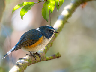 Fototapeta premium 深い藪の奥でリラックスしているルリビタキの雄