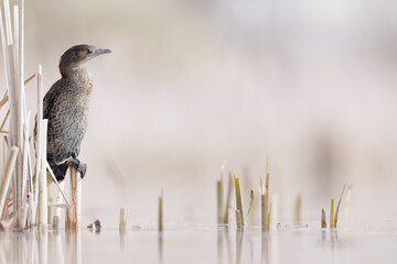Pygmy Cormorant - Microcarbo pygmaeus, beautiful water bird from European swamps and fresh waters.  Bird in natural habitat. Slovenia