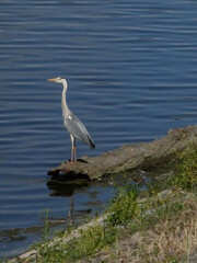 Gray heron standing on a tree trunk by  the water