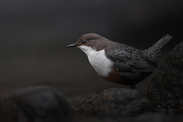 White-throated Dipper, Cinclus cinclus, brown bird with white throat in the river.  Bird in natural environment.  Forest Slovenia.