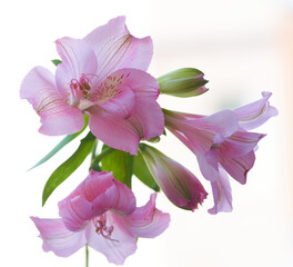 alstroemeria flower growing in the garden