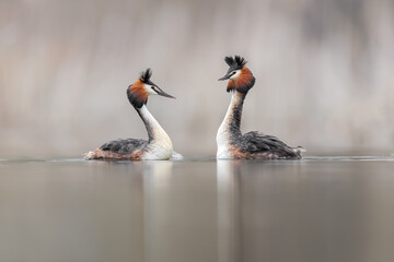 Great Crested Grebe, Podiceps cristatus, Bird in the nature habitat. Pair in the nature, mating ceremony by sunrise.  Soft light
