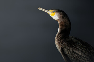 Great Cormorant, Phalacrocorax carbo, Portrait, Wildlife scene from nature. Cormorant in natural habitat, Slovenia, Europe. Beautiful light