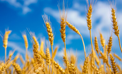 Fototapeta premium Wheat field on sunny day