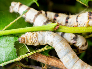 macro close up of a silkworm (Bombyx mori - domestic silk moth) eating a mulberry leaf with blurred background