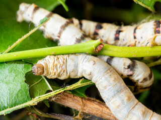 macro close up of a silkworm (Bombyx mori - domestic silk moth) eating a mulberry leaf with blurred...