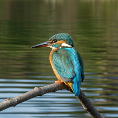 Fototapeta premium Free photo colorful kingfisher bird sitting on a tree branch