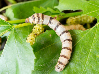 macro close up of a silkworm (Bombyx mori - domestic silk moth) eating a mulberry leaf with blurred background