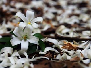 white jasmine and falling on ground great background 