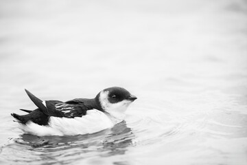 Little auk, Alle alle, in the water.  Natural habitat. The Little Auk is the most abundant seabird...