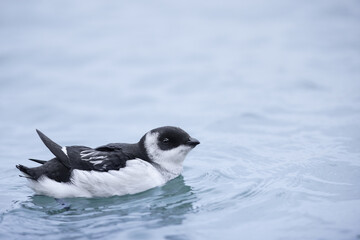 Little auk (Alle alle) on water, The Netherlands