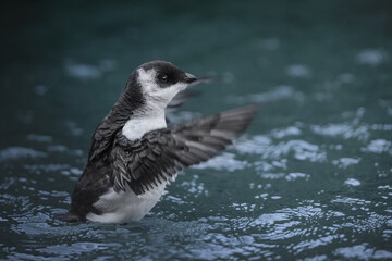 Little auk, Alle alle, in the water.  Natural habitat. The Little Auk is the most abundant seabird in the Arctic. Europe