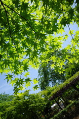 新緑のモミジと緑に覆われた屋根