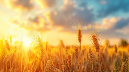 Fototapeta premium Wheat field bathed in golden sunset light, close-up view with dramatic clouds and blue sky, serene and picturesque agricultural scene